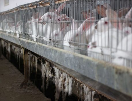 Comunicat de presă – Investigație în fermele de iepuri din Italia