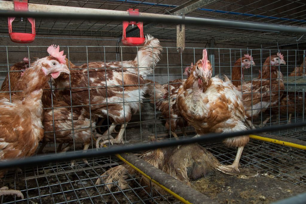 Fermă europeană cu baterii îmbunătățite Foto: Dzīvnieku brīvība Fermă europeană cu baterii îmbunătățite Foto: Dzīvnieku brīvība