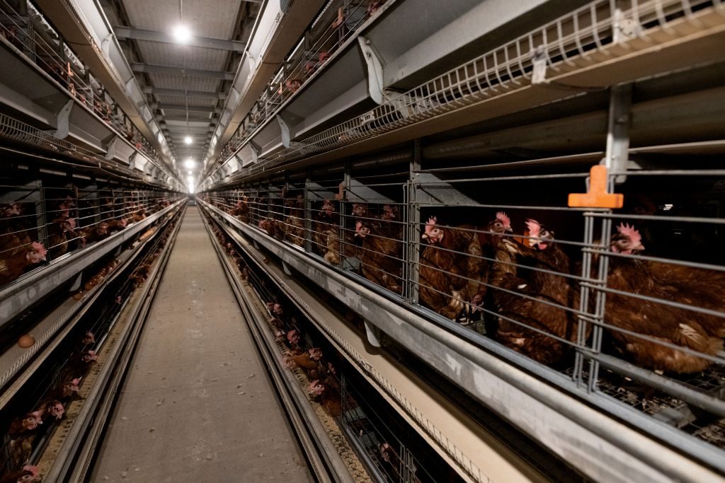 Fermă europeană cu baterii îmbunătățite Foto: Otwarte Klatki Fermă europeană cu baterii îmbunătățite Foto: Otwarte Klatki