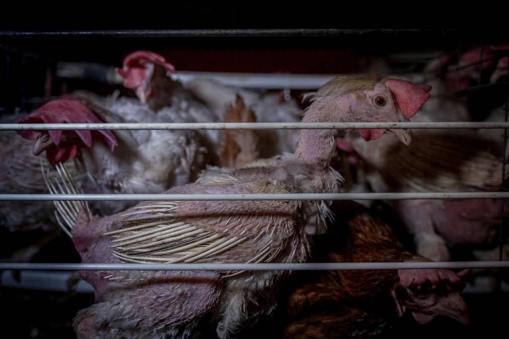 Fermă europeană cu baterii îmbunătățite Foto: Otwarte Klatki Fermă europeană cu baterii îmbunătățite Foto: Otwarte Klatki