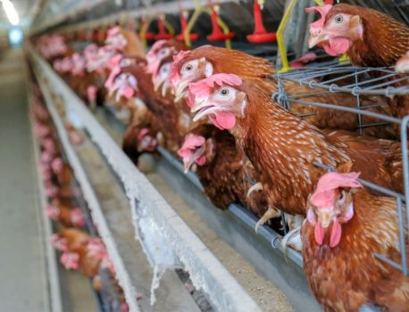 Lanțuri de supermarketuri din România, vizate pentru lipsa de interes față de bunăstarea găinilor din ferme și sănătatea publică