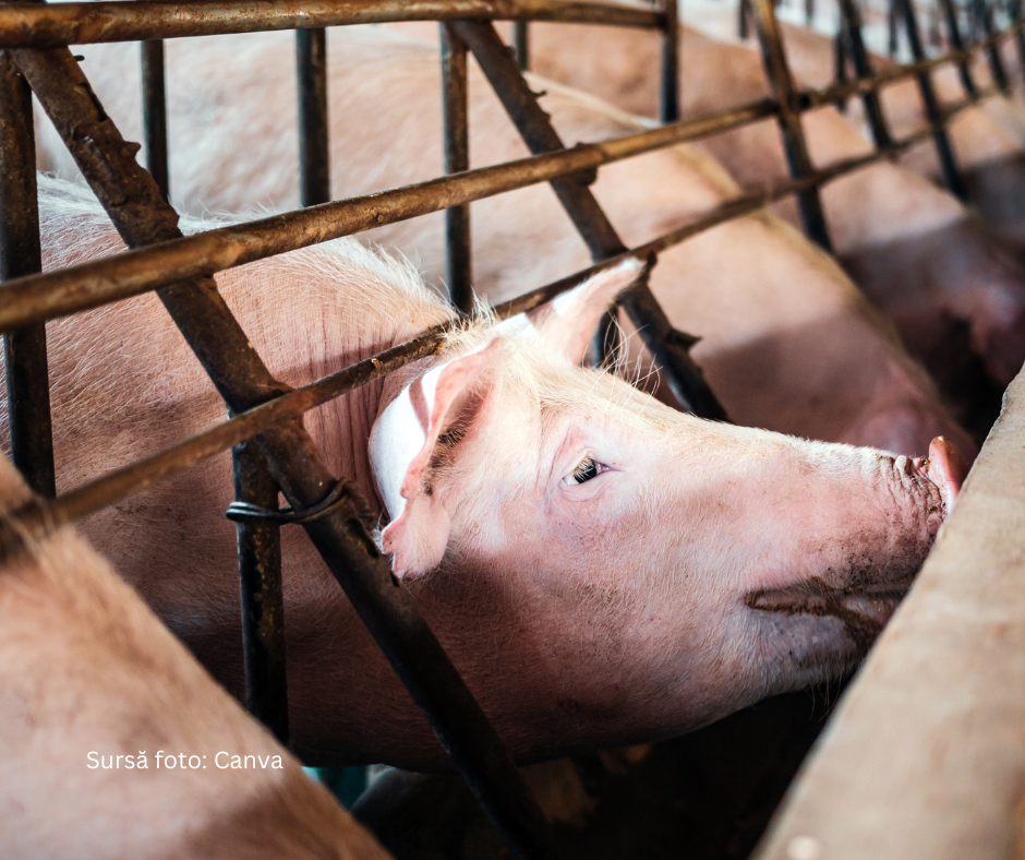 porci tinuti in conditii inumane, in custi