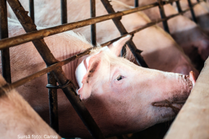 porci tinuti in conditii inumane, in custi